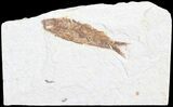 Knightia Fossil Fish - Wyoming #60455-1